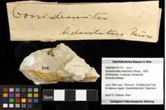 Foto (Objekt + Etiketten) von Goniodromites bidentatus (Reuss, 1858) 